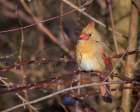 USA, Indiana, Indianapolis. Female northern cardinal in winter. Art Print